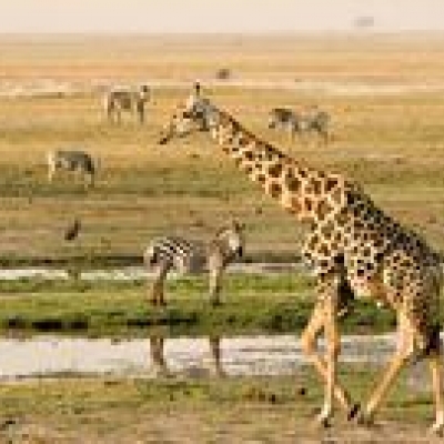 Deux activités par jour proposées par le lodge au parc Chobe