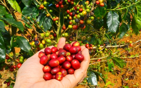 activity Visite des plantations de café