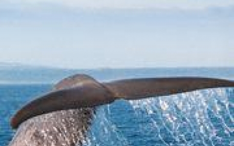 activity Croisière d'observation des baleines