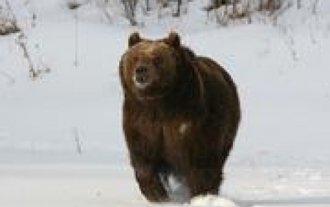 activity Croisière d’observation des ours