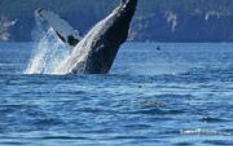 activity Observation des dauphins et des baleines à Dominical