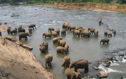 activity Visite de l’orphelinat des éléphants