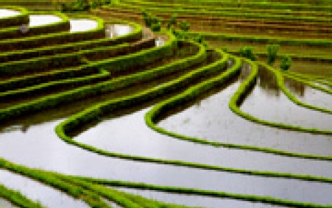 activity Ecotrek dans les rizières