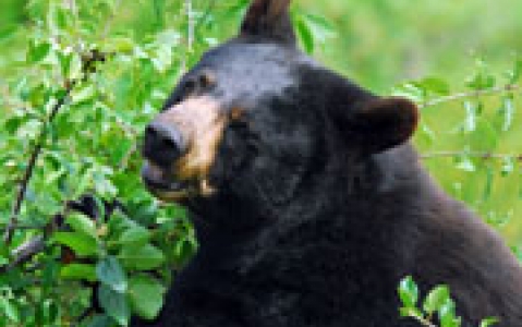 activity Observation de l'ours noir