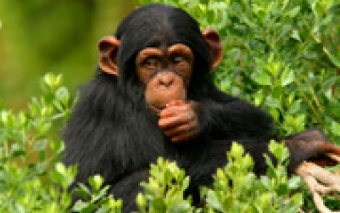 activity Un permis chimpanzé