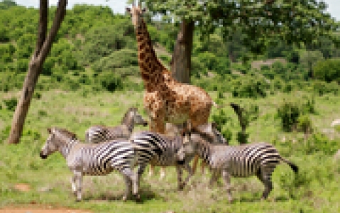 activity Safari guidé en 4x4 au Kruger