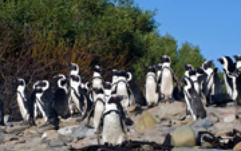 activity Visite de Robben Island