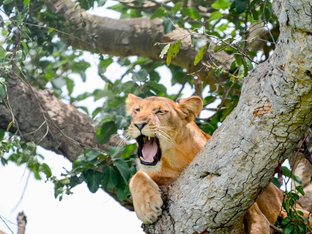 Lions dans les arbres et forêt impénétrable de Bwindi