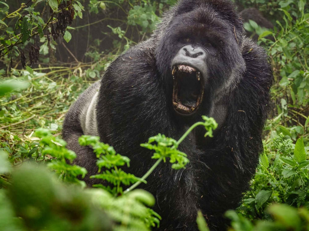 Les gorilles de Bwindi