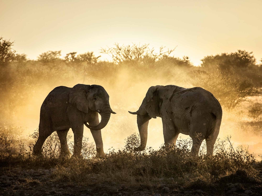 Amboseli, joyau du Kenya