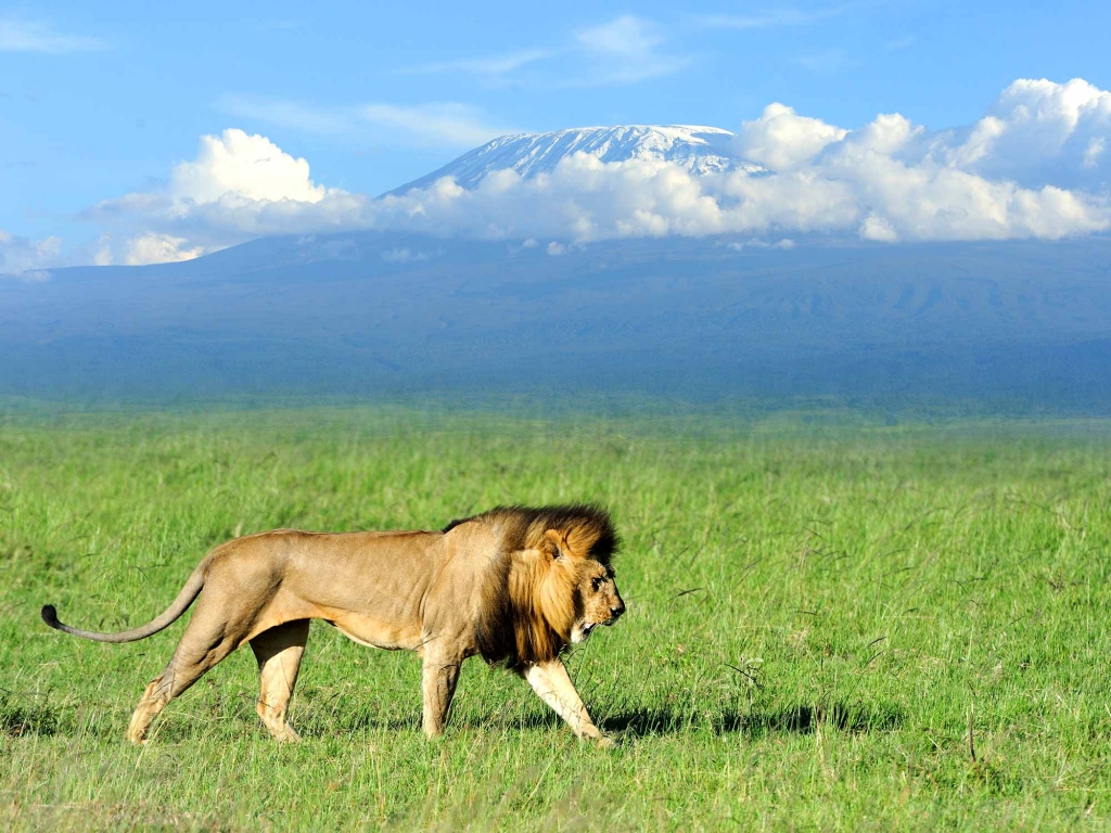 Safari au pays des éléphants
