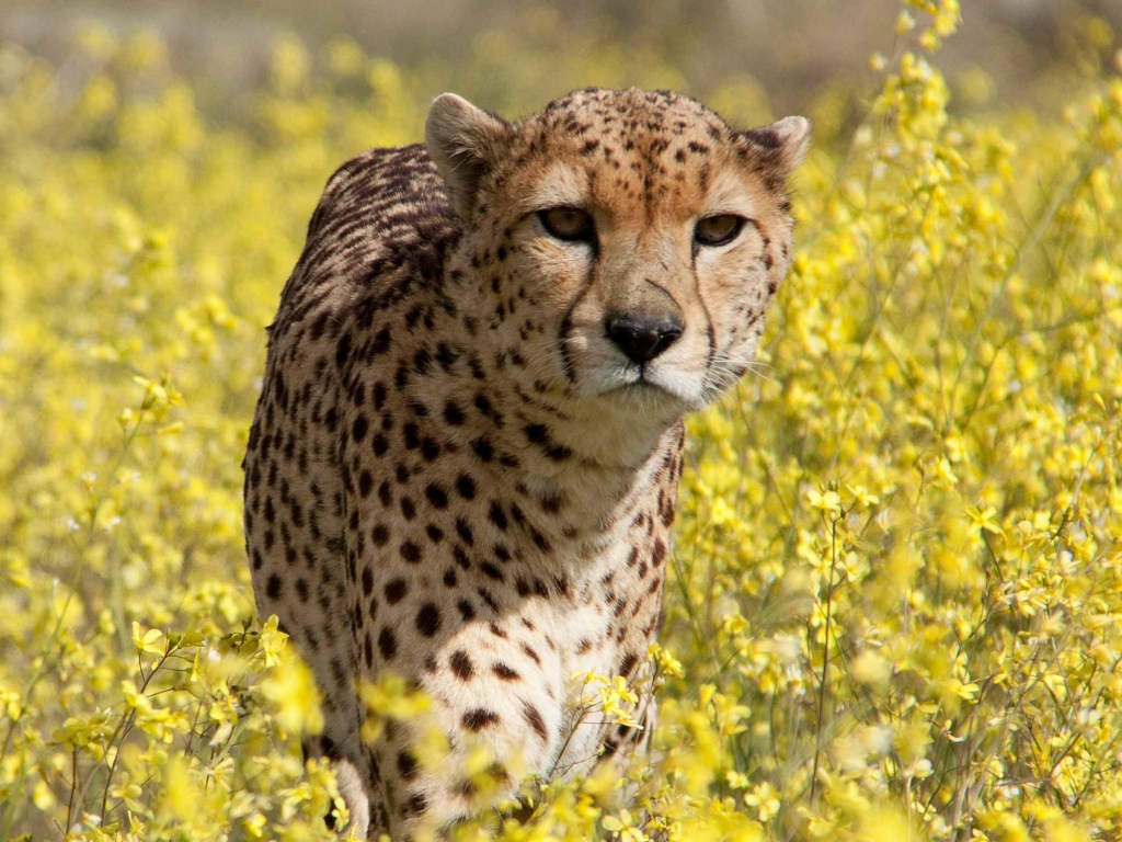Savane et faune de Tsavo Est