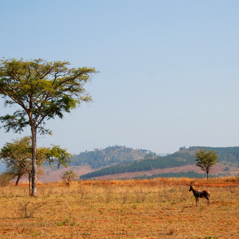 Variétés du Swaziland
