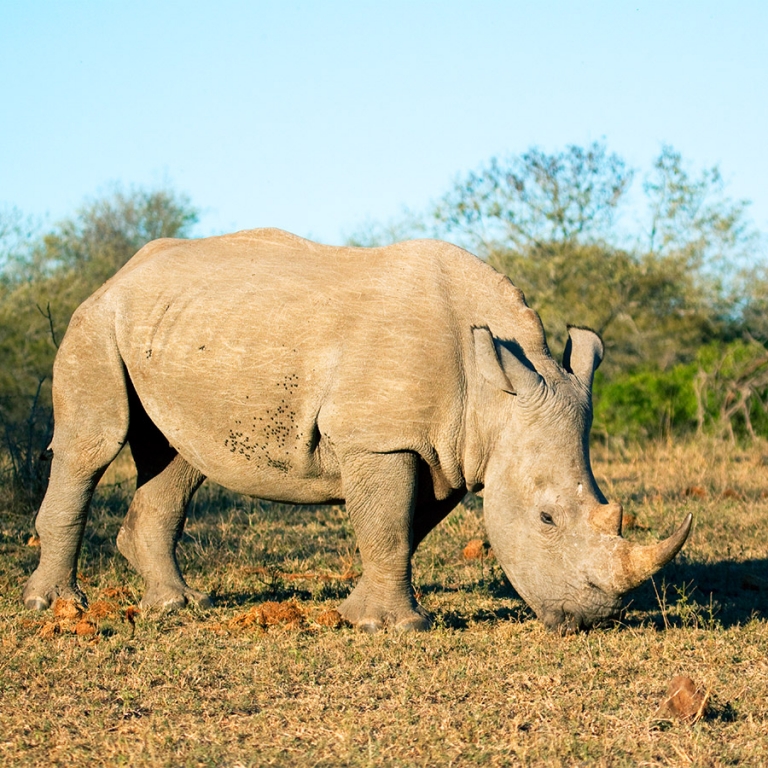 Au cœur de la savane !