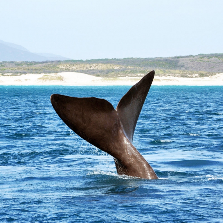 Nez à Nez avec les baleines