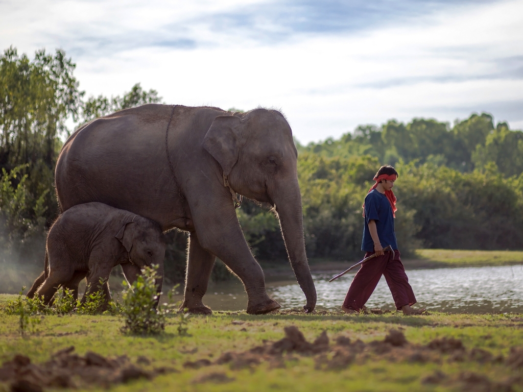 Rencontre avec les éléphants
