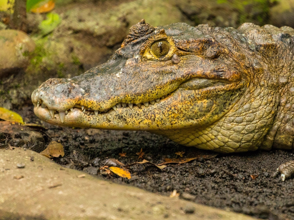 Parc National Marino Ballena