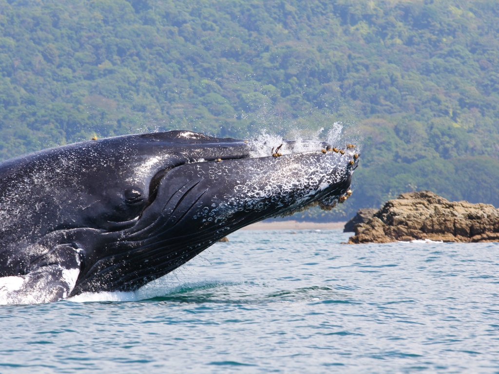 Baleines à bosses
