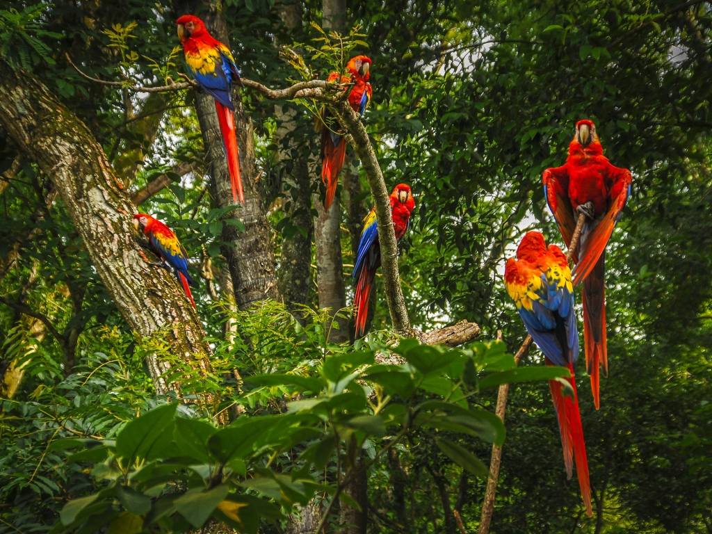 Parc National Corcovado