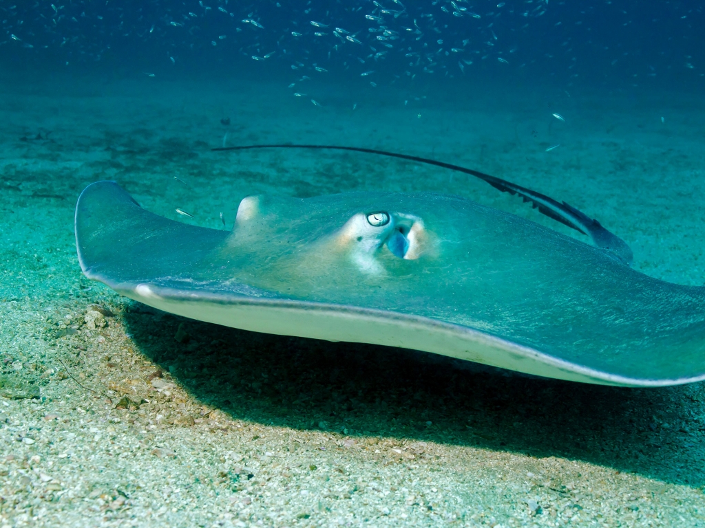 Réserve Naturelle Isla del Caño