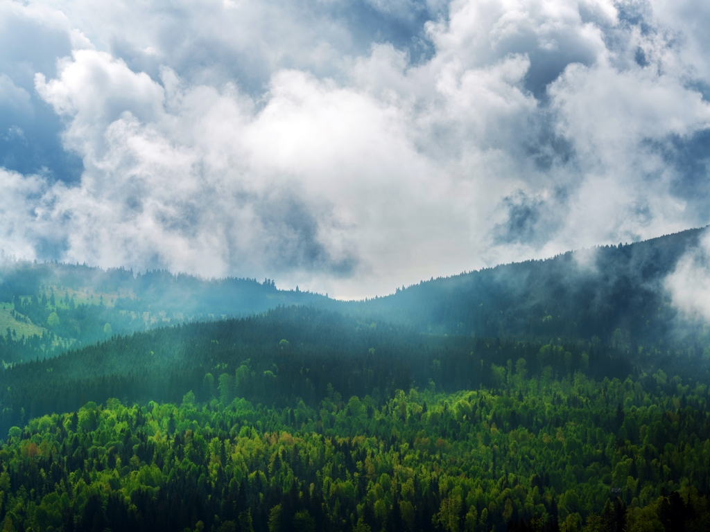 Forêt nuageuse de Monteverde