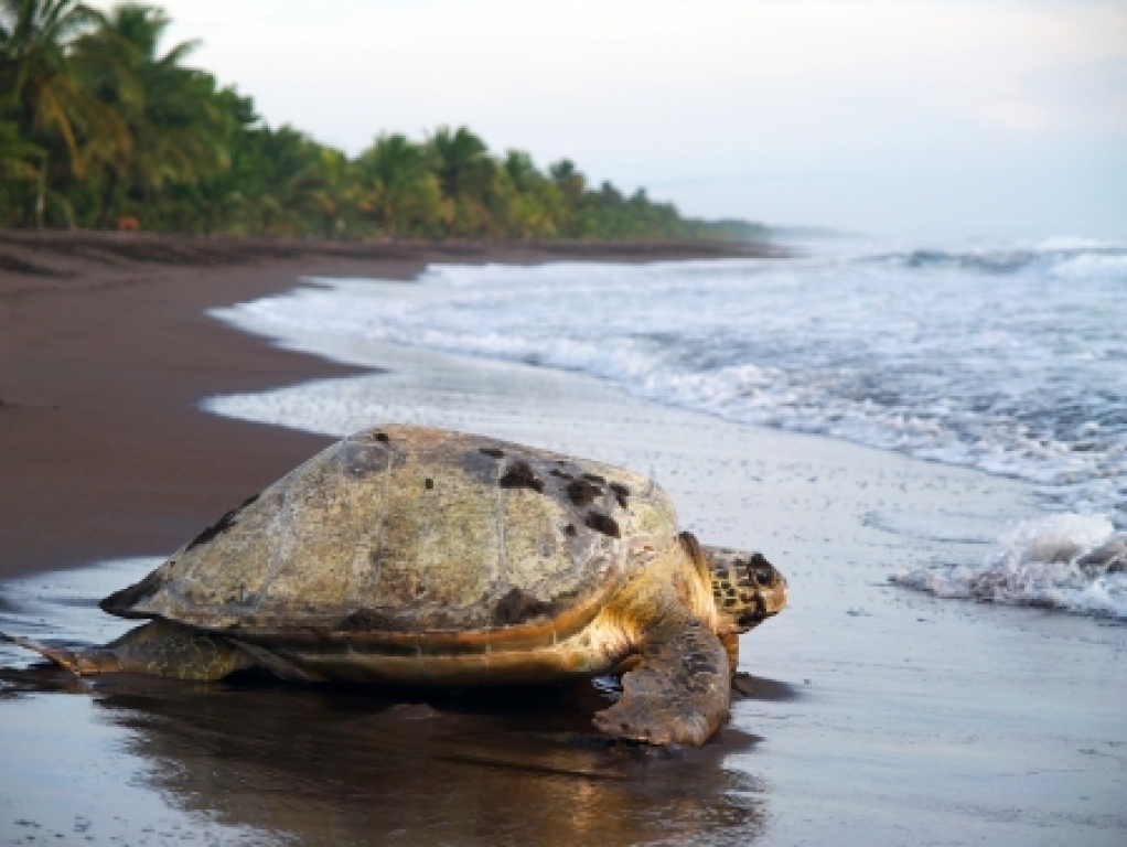 Au royaume des tortues