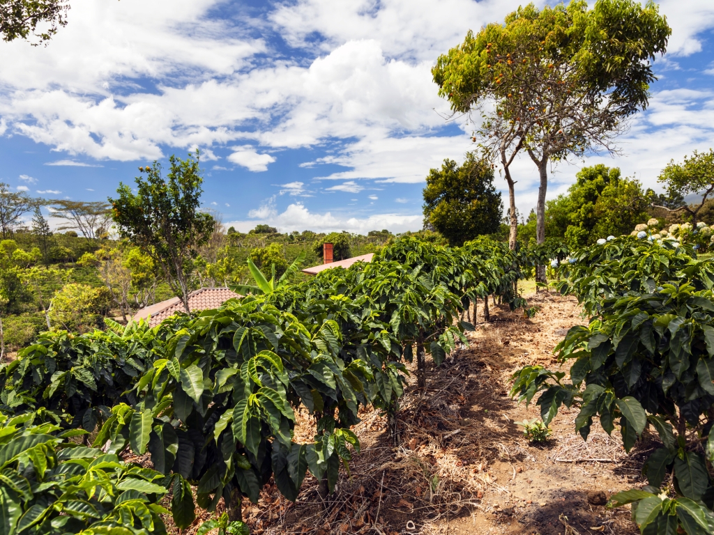 Sarapiqui : terres agricoles