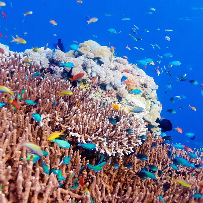 Snorkeling à Menjangan