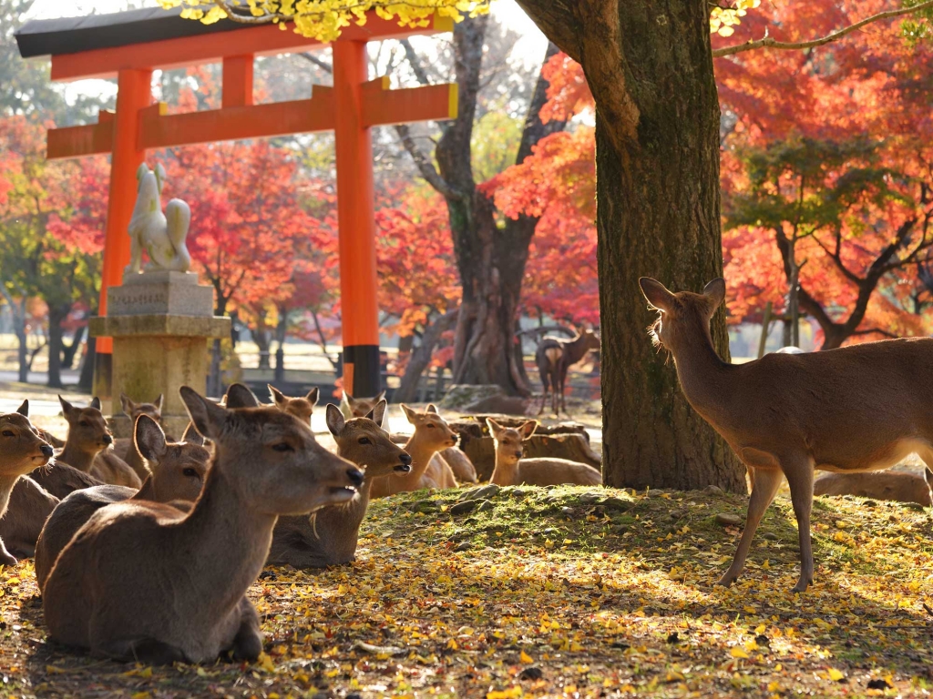Parc National de Nara