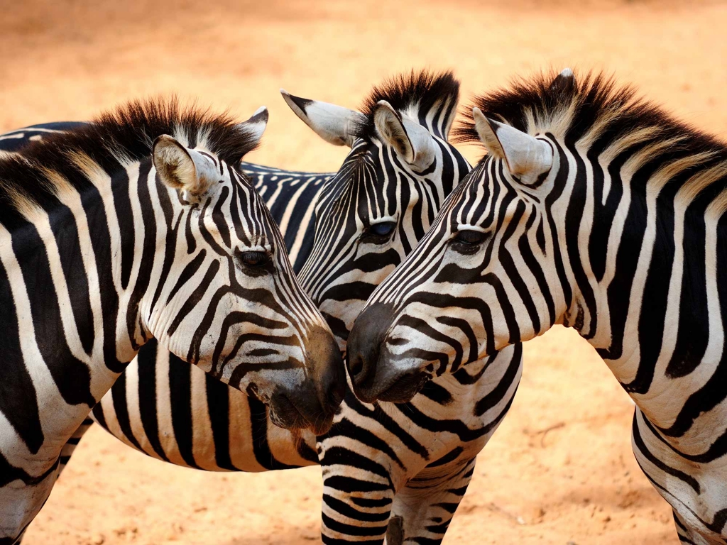 Le Masai Mara, plus beau parc kenyan