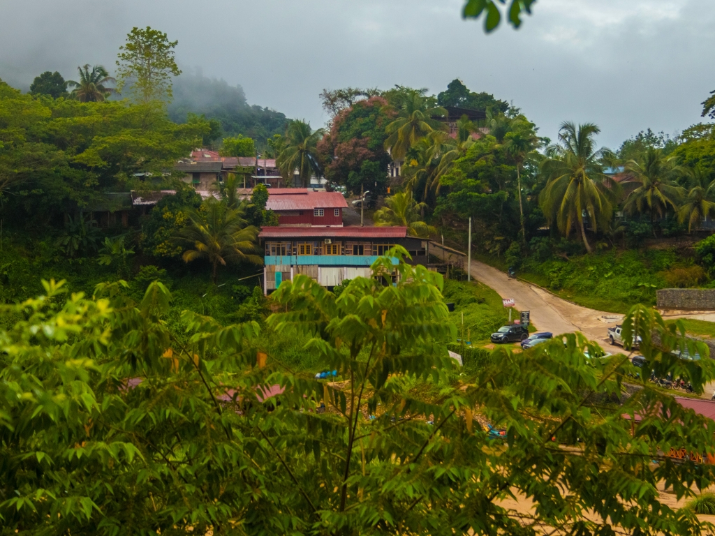 Dans la jungle, terrible jungle…