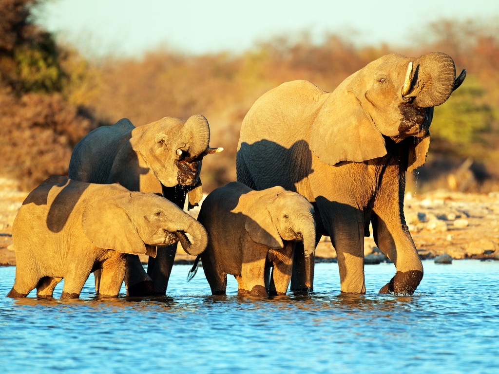 Journée de safari à Etosha