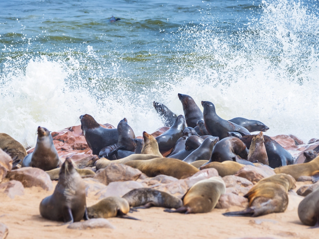Croisière sur le lagon de Walvis Bay