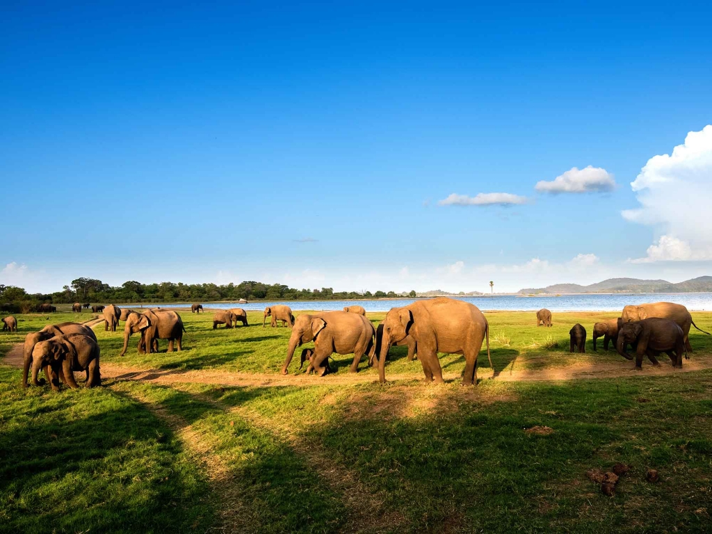 Safari dans le Parc National Minneriya
