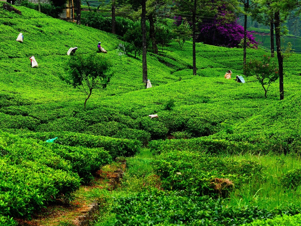Nuwara Eliya et le secret du thé de Ceylan
