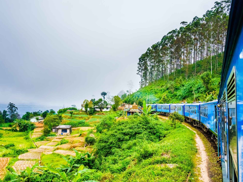Train dans les plantations de thé