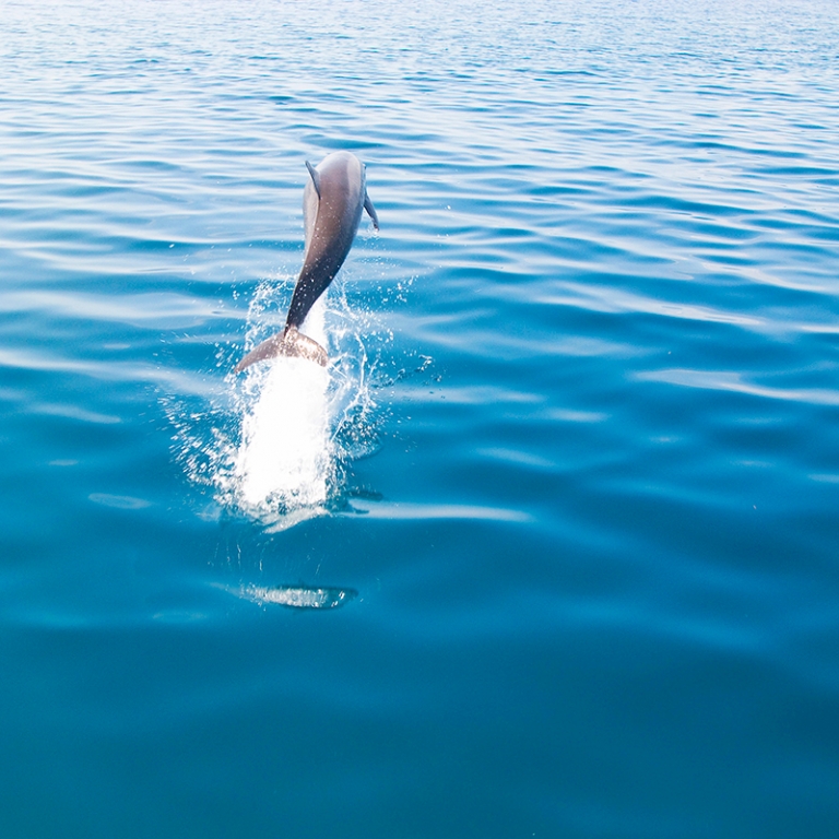 A la rencontre des mammifères marins