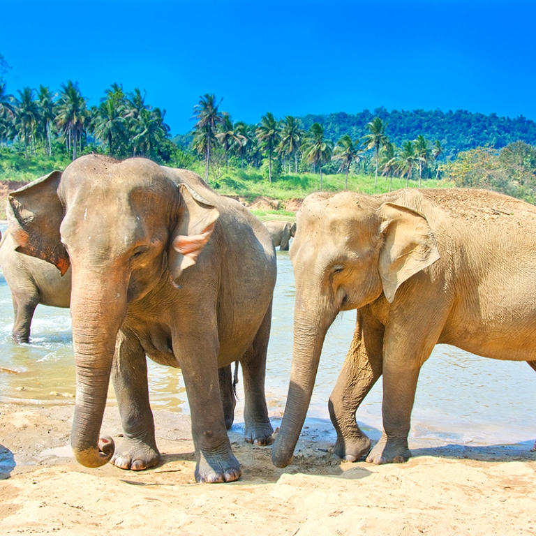 Safari au parc de Wilpattu