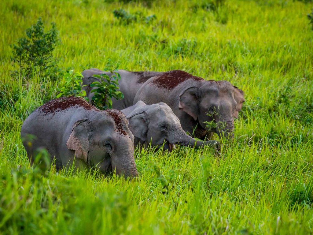 Faune et flore exubérantes de Khao Yai