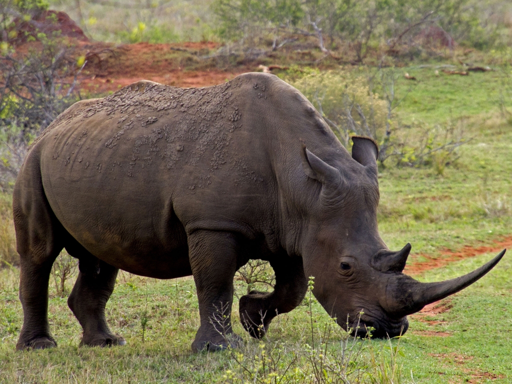 Rhinocéros noir en vue …