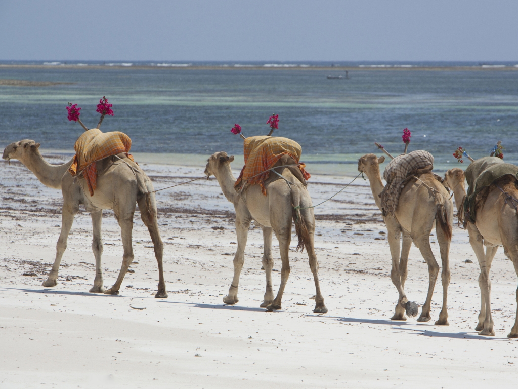 Fonds marins et escale sur Wasini