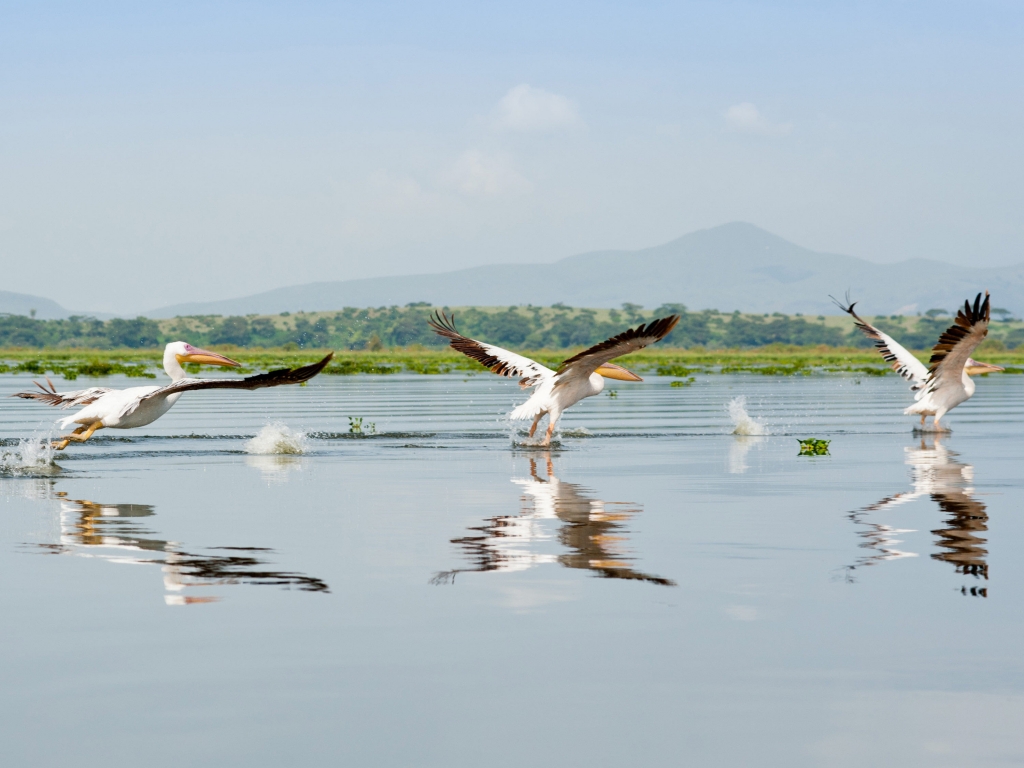 Le long des rives fleuries du Lac Naivasha