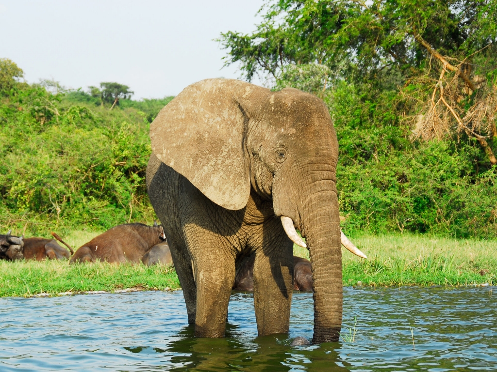 Safari et découverte du parc