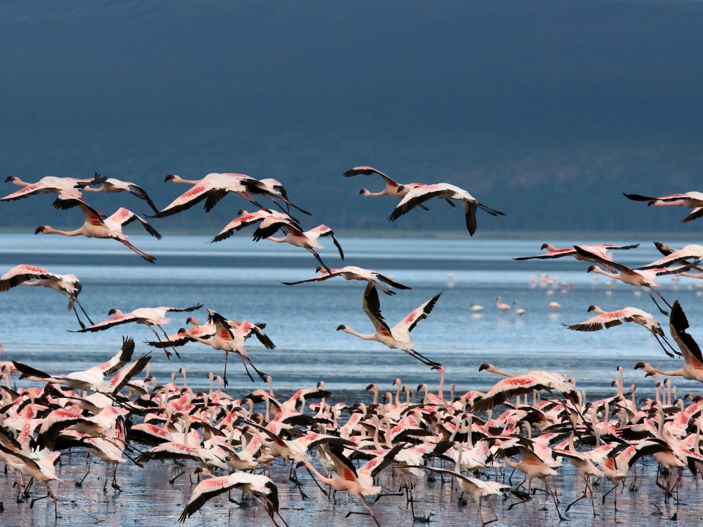 Le spectacle des flamants roses