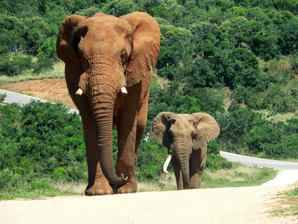 Le sanctuaire des éléphants