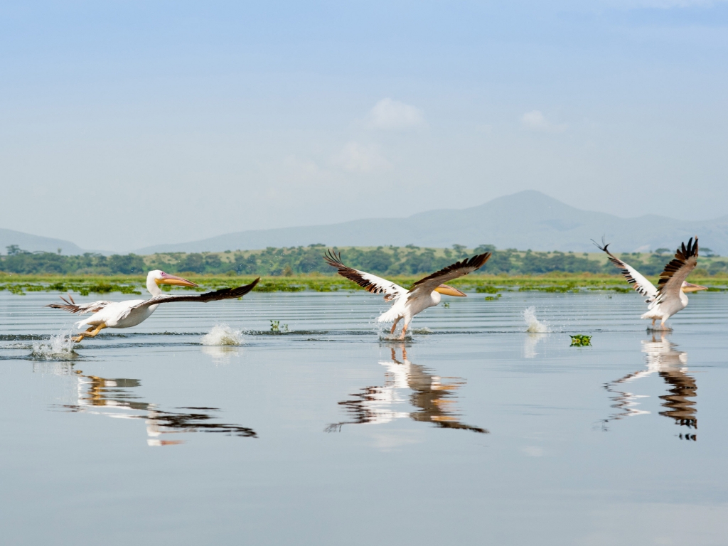Bateau et safari à pied le long des rives fleuries du Lac Naivasha