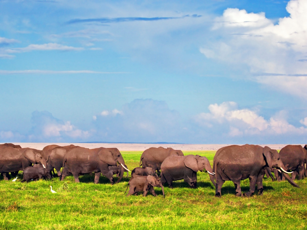 A la rencontre des éléphants rouges