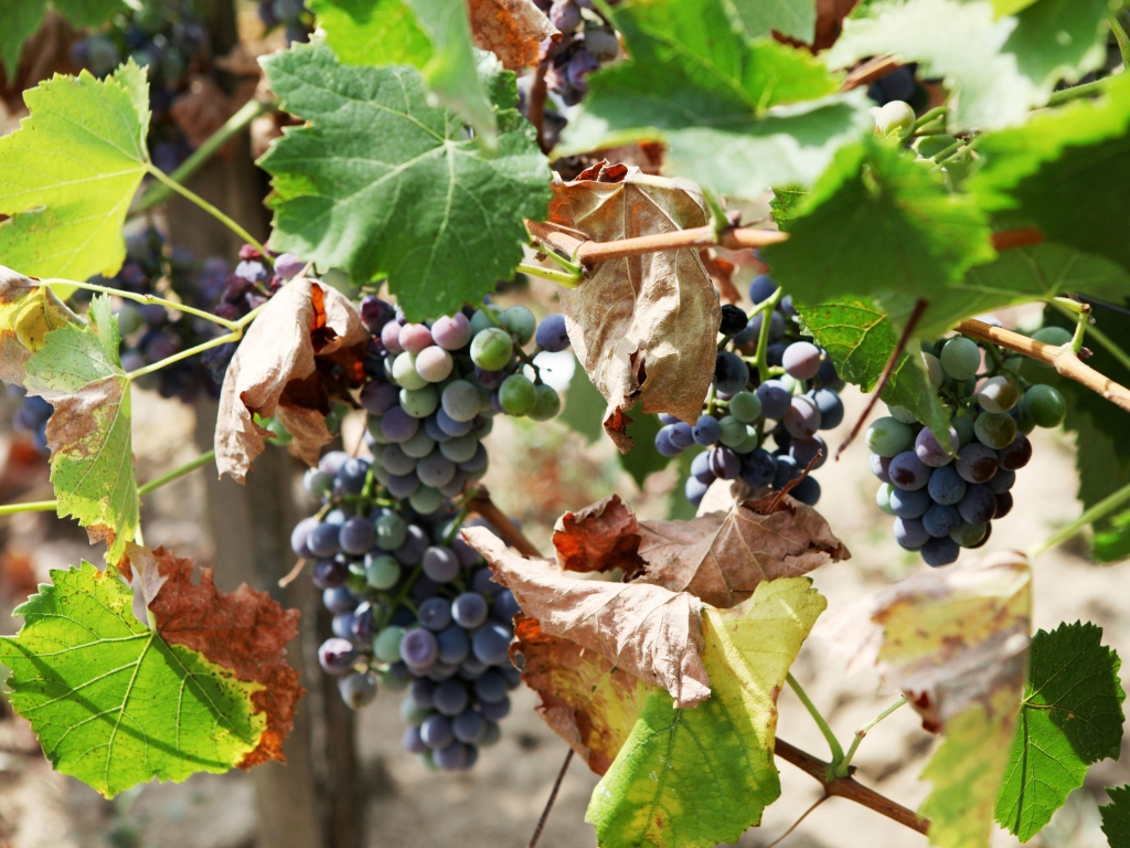 La route des vins