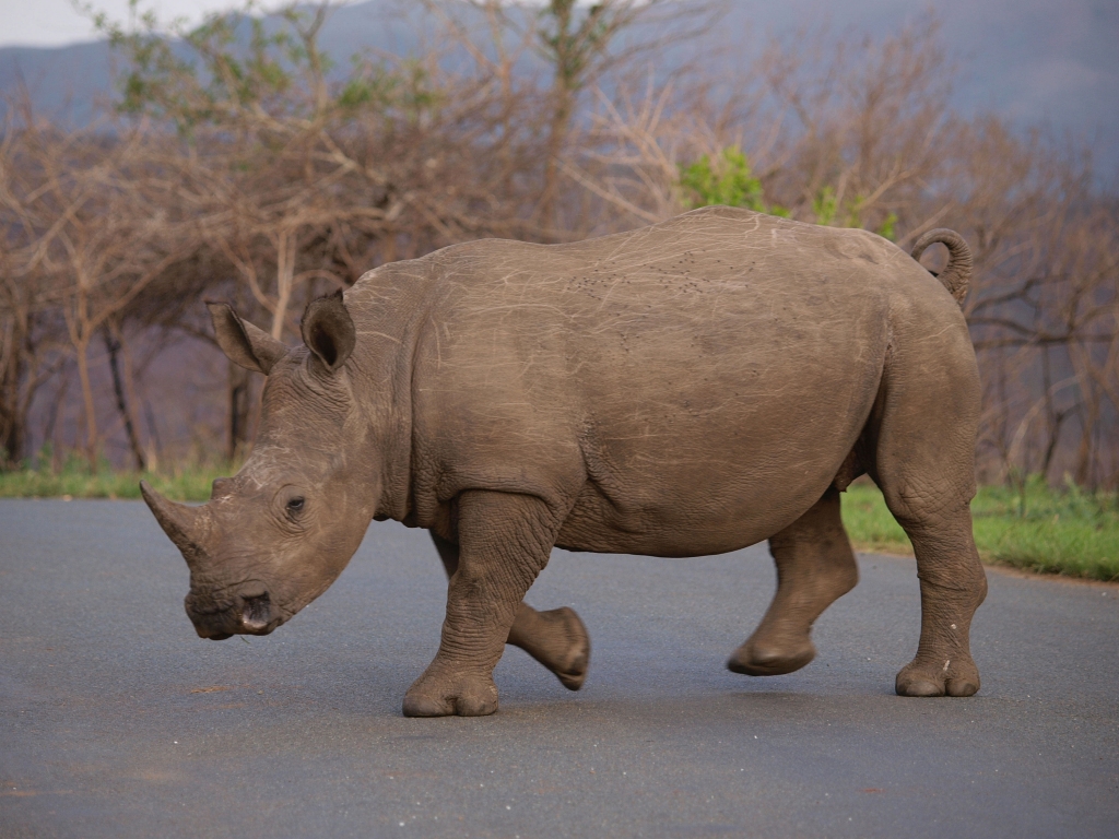 Rhino noirs et rhino blancs !