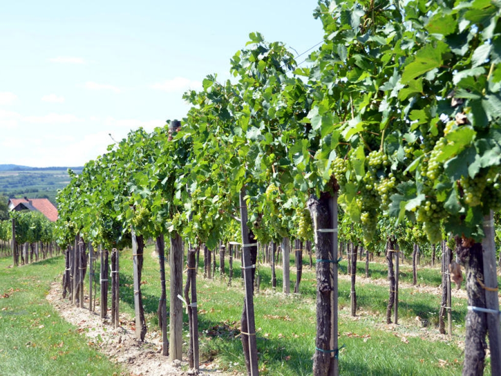 Cité Jardin et vins chiliens